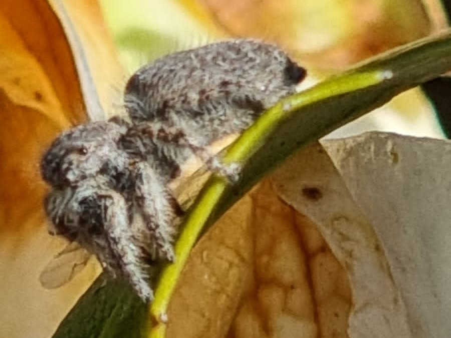 Salticidae ?  S, Philaeus chrysops, femmina -  Cameri (NO)